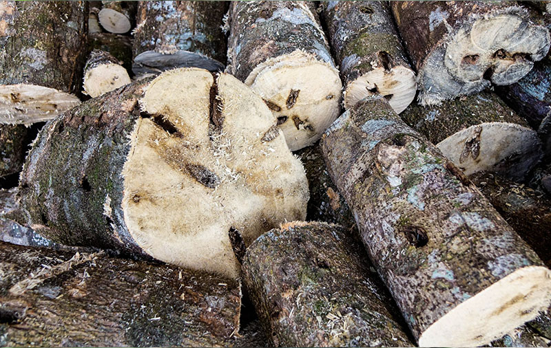 Nguồn gốc thuần khiết