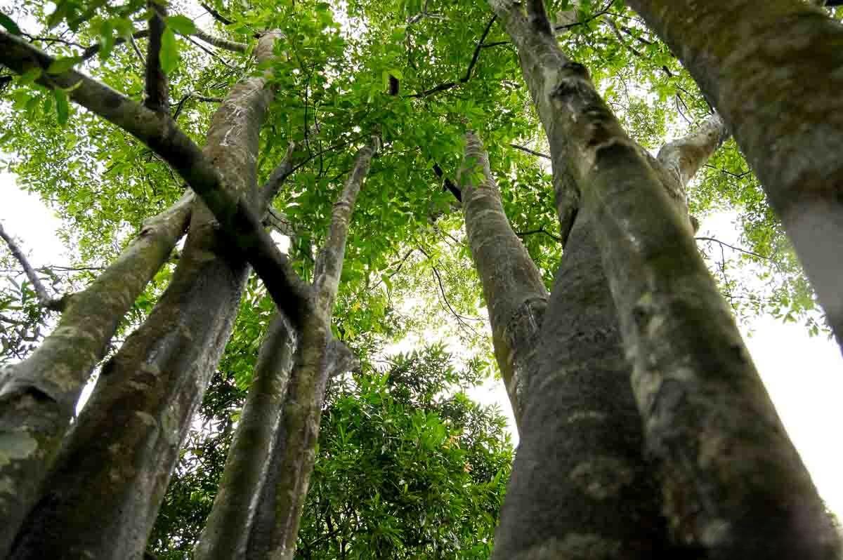 Rừng nguyên liệu trầm hương